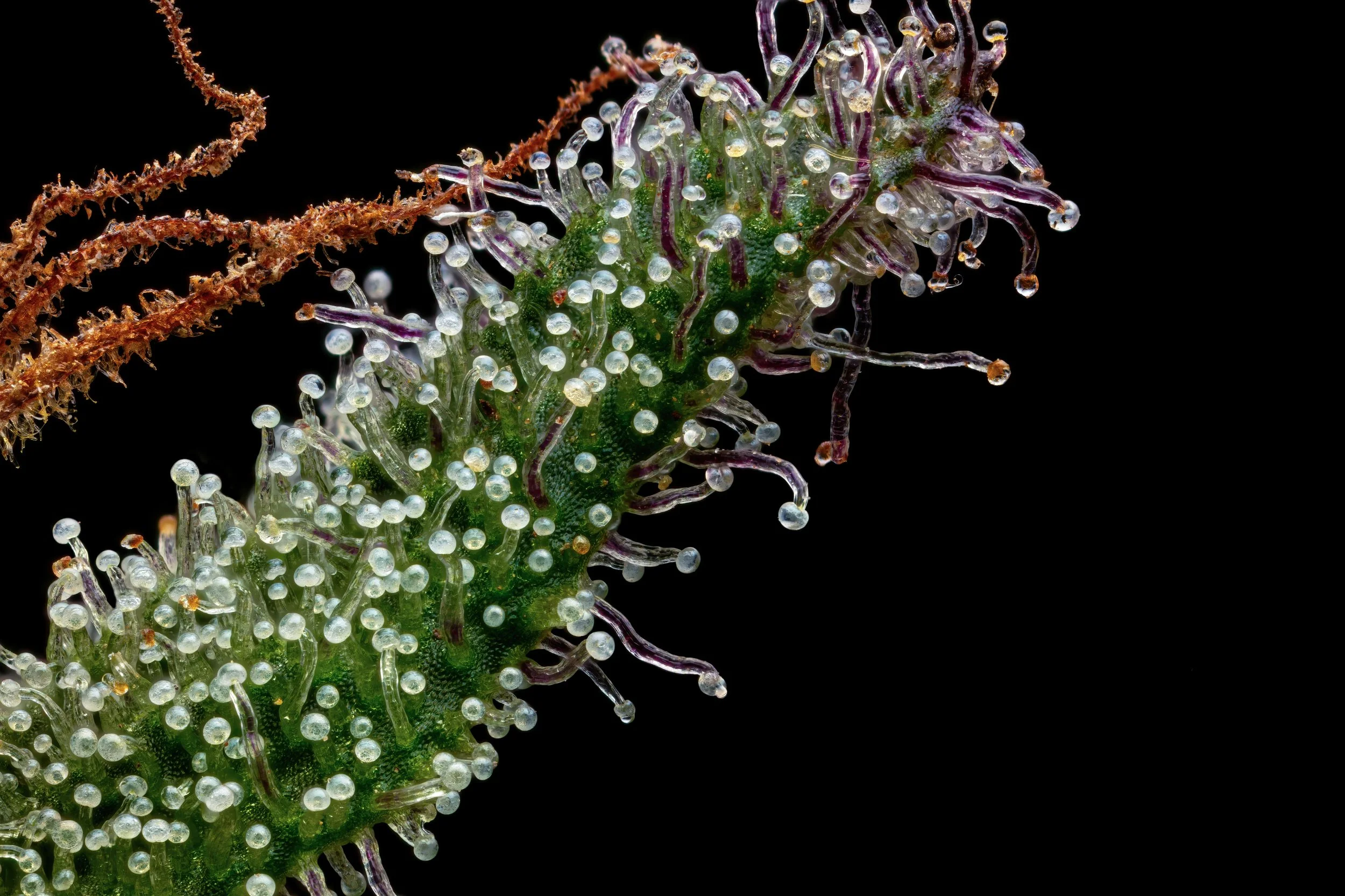 Blueberry jam — Esensia Gardens